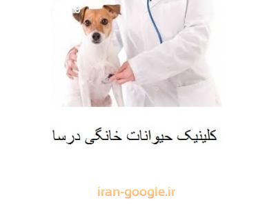 متخصص رادیولوژی و سونوگرافی در غرب تهران-کلینیک تخصصی حیوانات خانگی در محدوده شهرک غرب