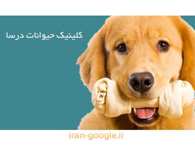 متخصص رادیولوژی و سونوگرافی در غرب تهران-کلینیک تخصصی حیوانات خانگی در محدوده شهرک غرب